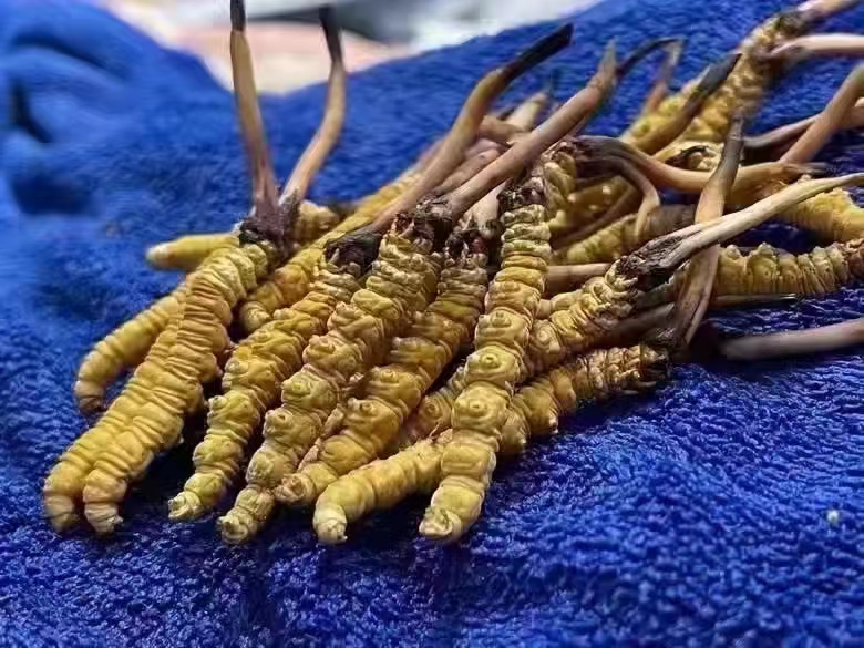 🌟冬虫夏草最新资讯🌟