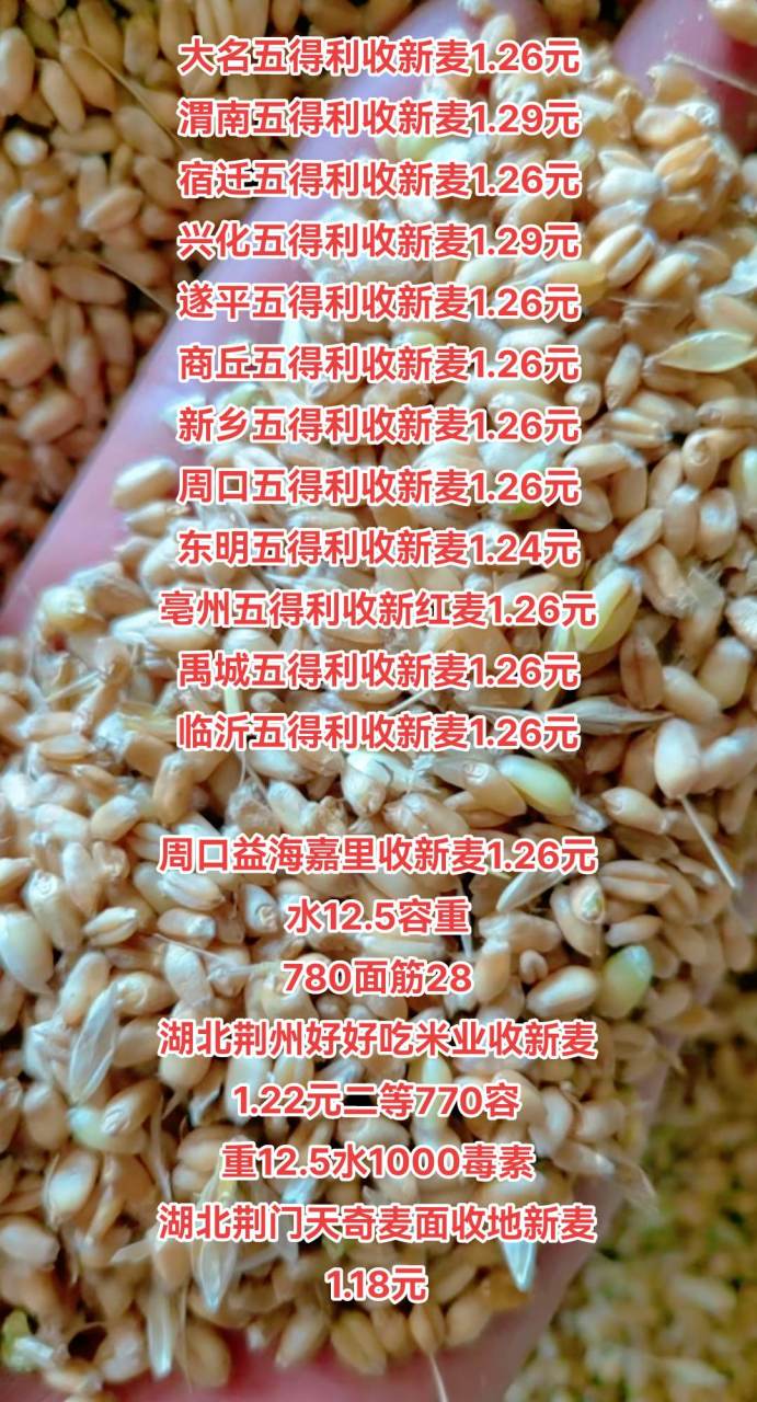 新麦最新价格详解，初学者与进阶用户的查询步骤指南