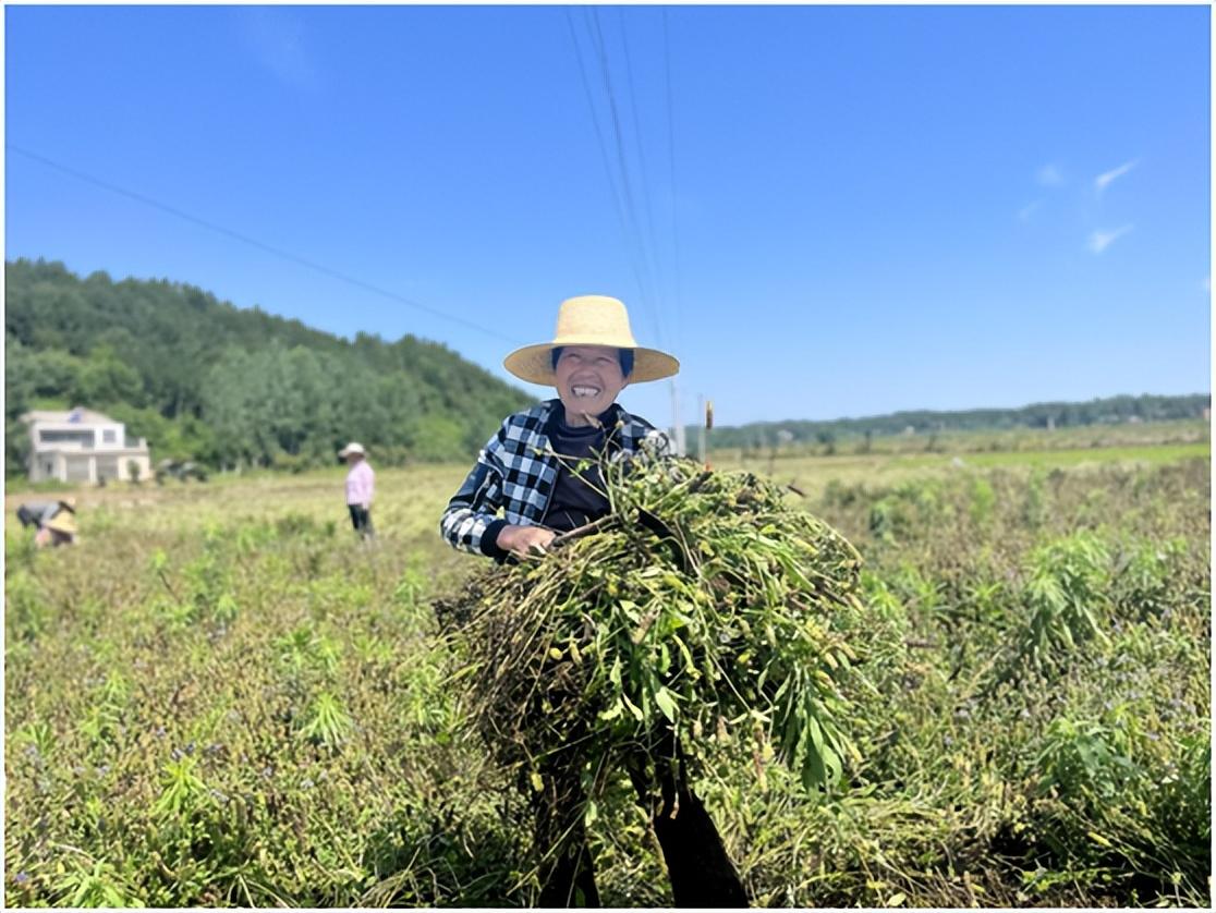 夏枯球价格一览表及小巷深处的独特风情
