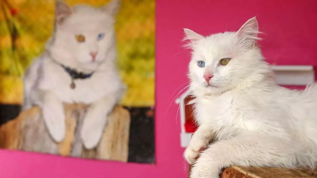 最新猫价格及市场行情分析，各类猫咪品种的市场行情深度解析