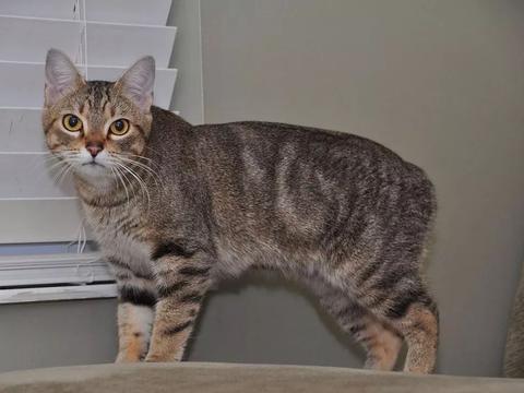 温馨猫咪日常趣事与深厚友情纽带，最新猫咪生活记录分享