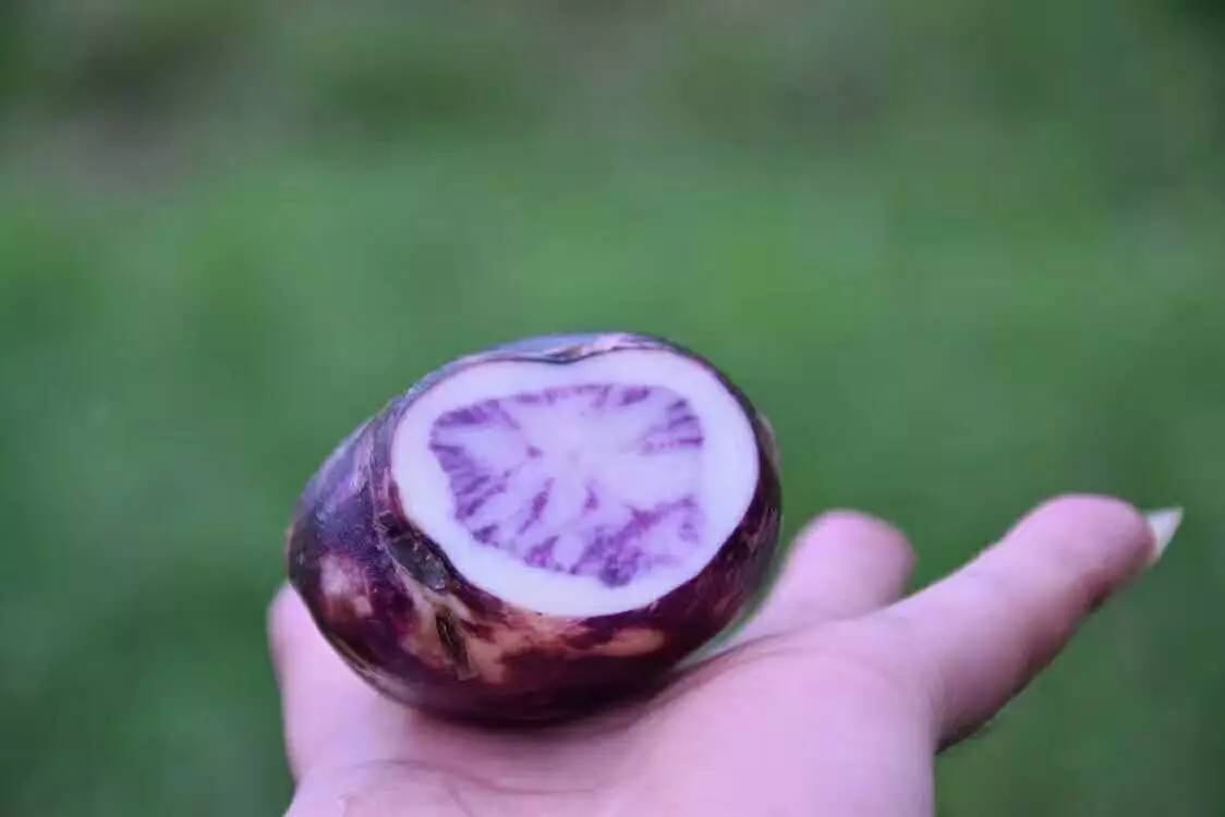 腾州土豆最新价格行情，变化中的机遇与自信的力量展望