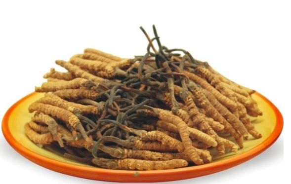 探寻虫草秘境，2025年6月虫草最新价格揭秘
